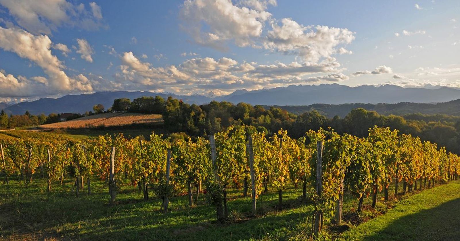 Photo of a shampoo bottle in a woman's hands